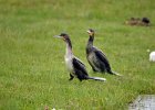 Aalscholver  (juveniel) (Great Cormoran) (Phalacrocorax carbo) - Ogii Nuur 14-08-2016 (3)